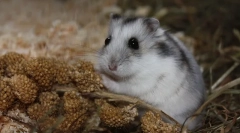 Dzhungarian hamster: opis, cena, vsebina, hranjenje