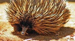 Echidna avstralija