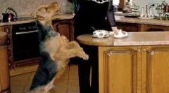 Elena malysheva in njen pes - namenski pes charles