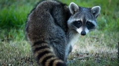 Raccoon stroskun (photo): radoveden živalski fidget