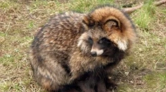 Retarski pes: divji in dom