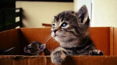 Če ste našli mucka na ulici