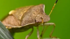 Naravne sovražnike klopov