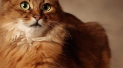 Eukanuba: govedo za mačke najvišje kakovosti