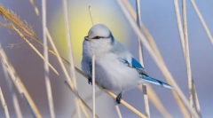 Evropska bela lazorovka