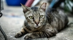 Evropski shorthair cat