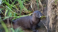 Evropska mink