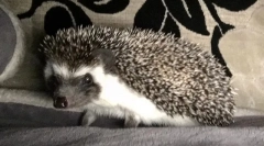 Hezhi: opis, kjer živi življenje, habitat, življenjski slog