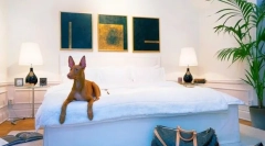 Pharaoh pes: energetski pes za lov in predan domače najljubše