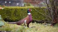 Pheasanov. Družina ptic