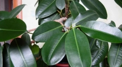 Ficus drgnjenje (elastika)