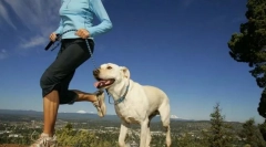 Fizične obremenitve za pse