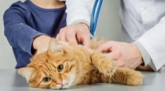 Fiziološki katalogi