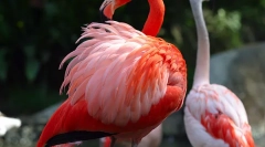 Flamingo navaden