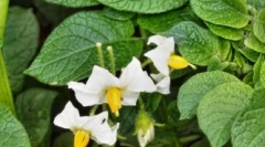 Viličar - imunomodulator z antivirusnim učinkom