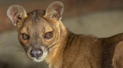 Fossa