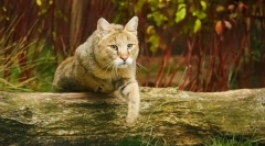 Fotografija rs cats: vse o pasmi, značaja, vsebina