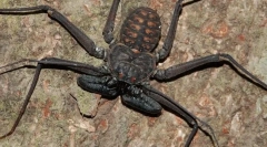 Frins: pajki ali škorpijoni?