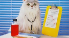 Frontline za mačke: vse o klopi in bolhe