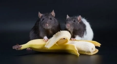 Sadje, zelenjava in jagode za podgane, ki jih lahko date, in ki jih ne morete