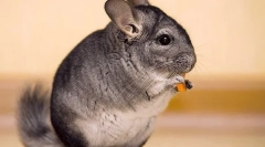 Sadje, zelenjava in jagode za chinchilla