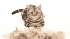 Mačji furmitator: nepogrešljiv pripomoček za mletje in oskrbo na domu