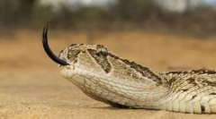 Voskanje afriške divjine