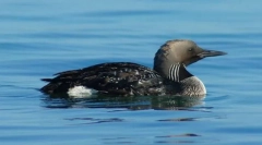 Gagara črna evropska