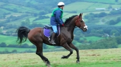 Galop in prehodov iz ene allyure v drugega