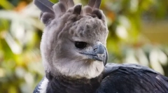 Garpia južnoameriški