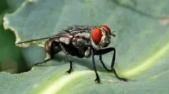 Kje in kako muhe muh?