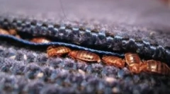 Kjer se hrošče ponavadi skrivajo v apartmaju?