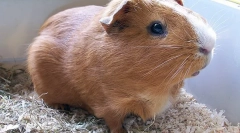 Kje je domovina morskega prašiča?