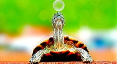 Kjer želve živijo, okolje in habitat