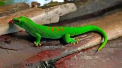 Gecko (fotografija): kuščar s fantastičnimi sposobnostmi