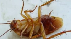 Geli in pasti dohlox iz ščurkov