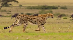 Cheetah: zanimiva dejstva o hitrem hitremu plenilcu