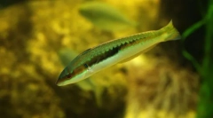 Hermafroditizem med ribami