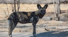 Hino oblikovan pes, ali afriški divji pes (25 fotografij)