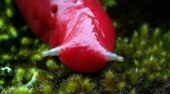 Giant pink mountain slug caputar (5 fotografij)