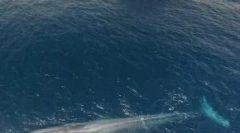 Živali, vzroki njihovega izginotja