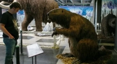 Velikan beaver