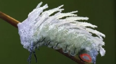 Giants v naših svetovnih ljudeh in žuželke nenavadne velikosti