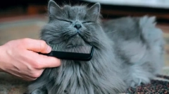 Postopki mačka higienske postopke