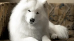 Hipoalergenske pasme psov - top 10 s fotografijami