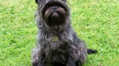 Hipoalergene pasme psov