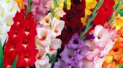 Gladiolus