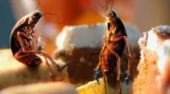 Vtičnice ščurkov: iskanje in uničenje