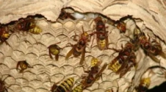 Vtič konj in načini uničenja