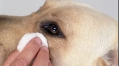 Črpalka v očeh psa - vzrokov in načinov za odstranitev